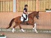 dressage horse For Happiness B (German Sport Horse, 2020, from Fuechtels Floriscount OLD)