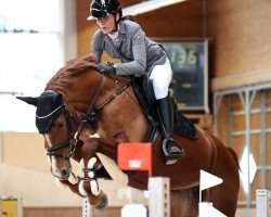 jumper Limited Edition F.e. (Swedish Warmblood, 2016, from Cancara)