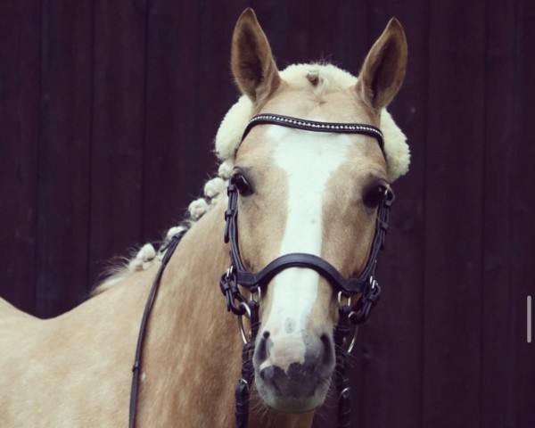 broodmare Mirabell (Palomino, 2012, from Murphys Law)