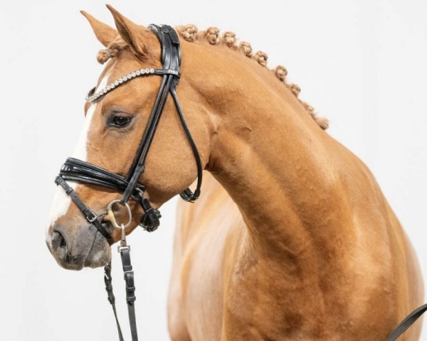 dressage horse Cornflake (German Riding Pony, 2021, from Castiel MF)