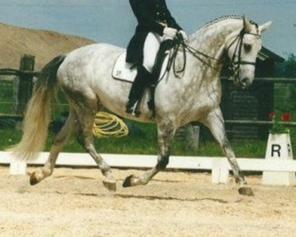 broodmare Wandante (Oldenburg, 1993, from Weltmeyer)