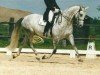 broodmare Wandante (Oldenburg, 1993, from Weltmeyer)