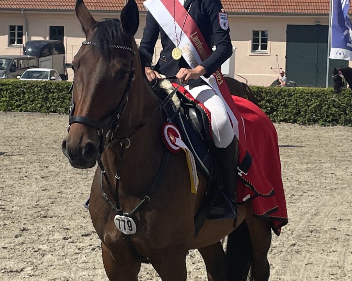 broodmare Skyfall 51 (Hanoverian, 2013, from Stakkato) broodmare Skyfall 51 (Hanoverian, 2013, from Stakkato)