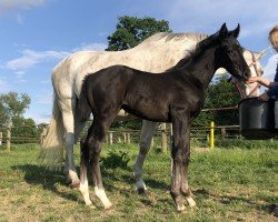 foal by Belle Baronesse Dantess (Hanoverian, 2024, from Bon Esprit)