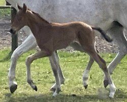 dressage horse Voltoball (Hanoverian, 2023, from DSP VA Bene)