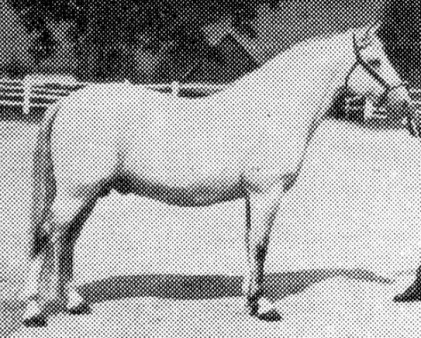 stallion 196 Siglavy IV Bona (Lipizzaner, 1951, from Siglavy II Brezovica)