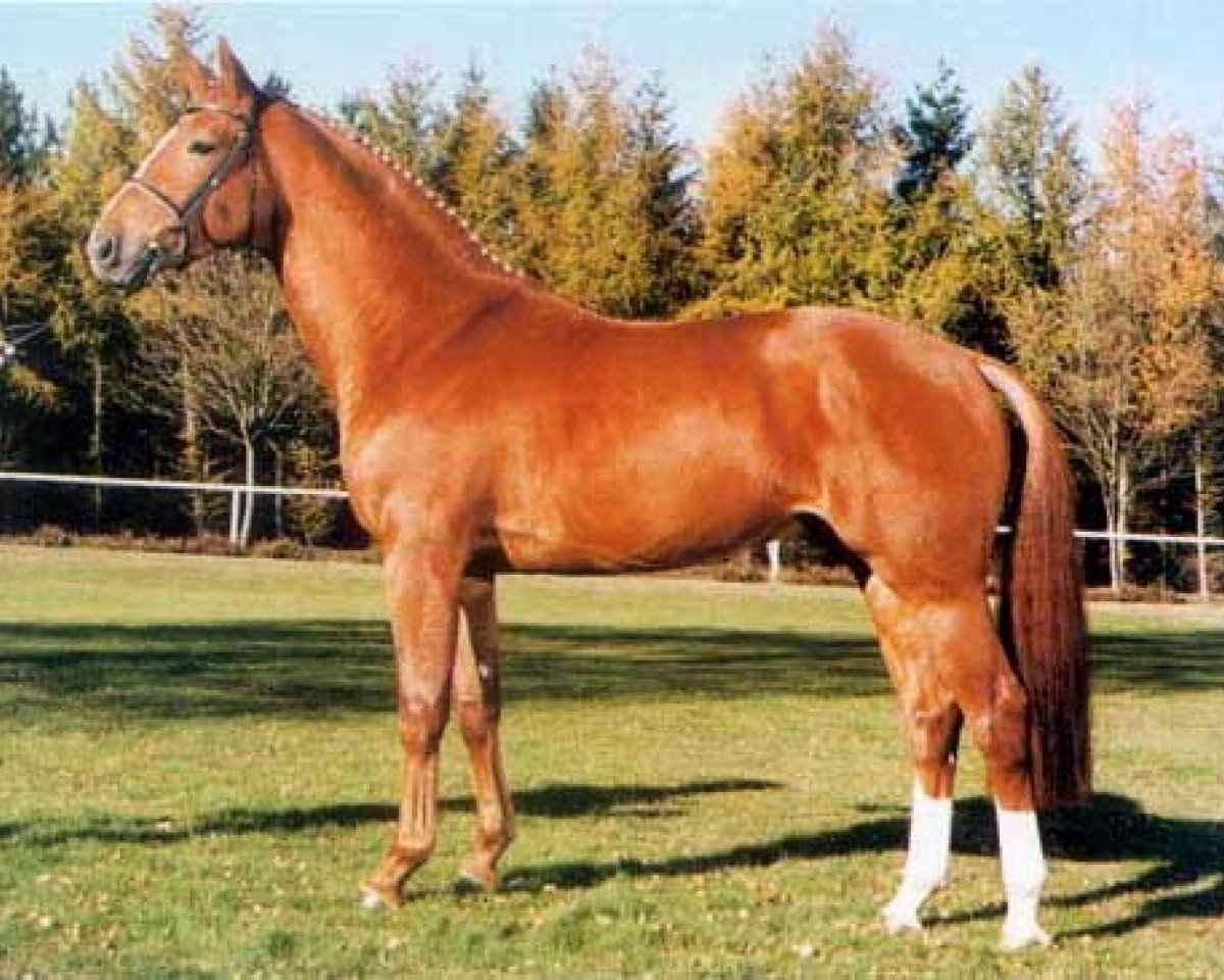 Deckhengst Federweisser (Hannoveraner, 1994, von Feiner Graf)