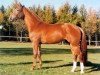 stallion Federweisser (Hanoverian, 1994, from Feiner Graf)