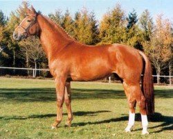 stallion Federweisser (Hanoverian, 1994, from Feiner Graf)