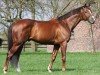 stallion Asagao xx (Thoroughbred, 2009, from Tertullian xx)