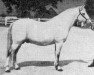 stallion Favory XI Bora I (Lipizzaner, 1956, from Favory VII Ancona)