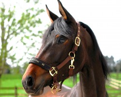 dressage horse Inara (Trakehner, 2021, from Ganderas)