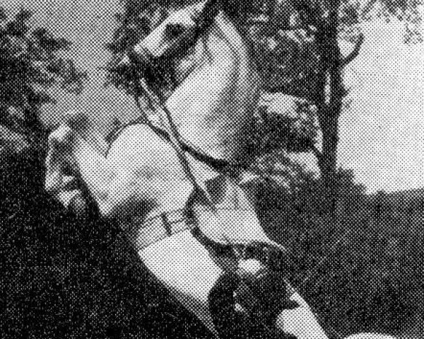 stallion Siglavy II Brezovica (Lipizzaner, 1931, from Siglavy Strana)