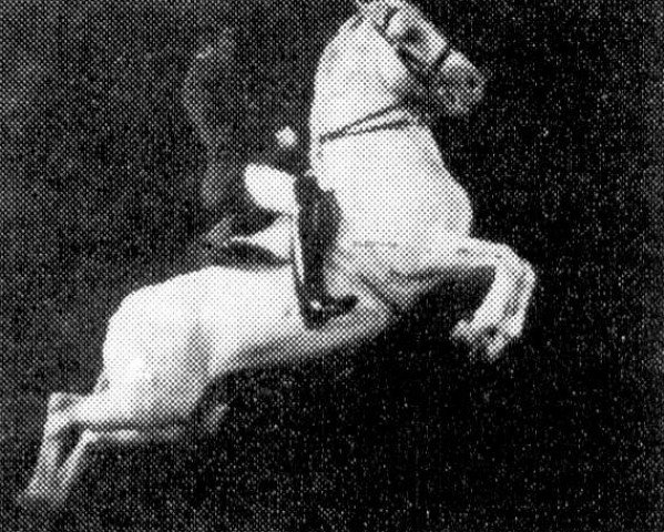 stallion Conversano VII Valdamora (Lipizzaner, 1958, from Conversano III Montebella 159)