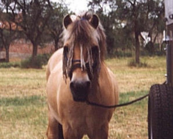 horse Ivo (Fjord Horse, 1970, from Holar)