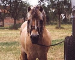 horse Ivo (Fjord Horse, 1970, from Holar)