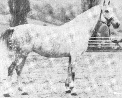 broodmare 25 Alma (Lipizzaner, 1971, from Conversano VII Valdamora)