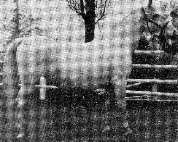 broodmare 77 Servola (Lipizzaner, 1980, from 321 Favory Dubovina IV)