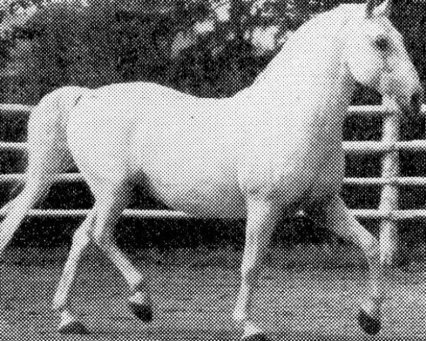 stallion 321 Favory Dubovina IV (Lipizzaner, 1964, from Favory XI Bora I)