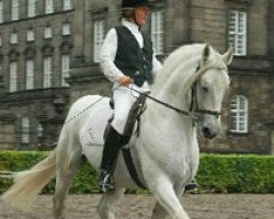 stallion 370 Pluto VIII Roviga (2027 P. XXIX) (Lipizzaner, 1972, from 303-9 Pluto IX Basilica)