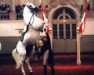 stallion Pluto Servola 482 (Lipizzaner, 1986, from 370 Pluto VIII Roviga (2027 P. XXIX))