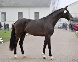 stallion Finn loves Dancing (German Warmblood, 2020, from For Romance I)