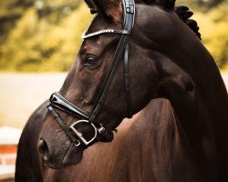 dressage horse Hercules Well Done (Oldenburg, 2017, from Herakles TSF)