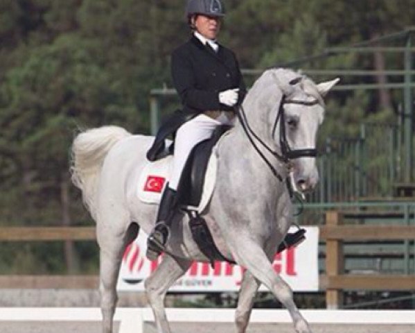 horse Pluto 79 (Austrian Warmblood, 2004, from Pluto Servola 482)