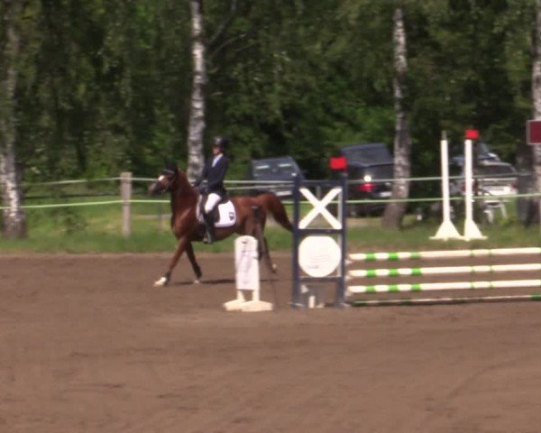 Reitturnier Lgl.-Oberhain, B95 2024