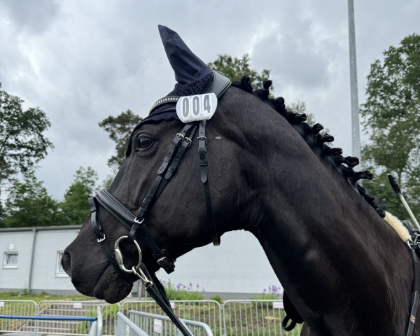 jumper Tornado Du Petit Moulin (German Sport Horse, 2015, from Toronto Raptor)