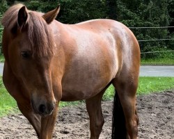 Dressurpferd Hengst von Gabalier / Oosteinds Ricky (Deutsches Reitpony, 2021, von Gabalier)