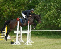 jumper Sophie 125 (German Sport Horse, 2018, from Kasanova de La Pomme)