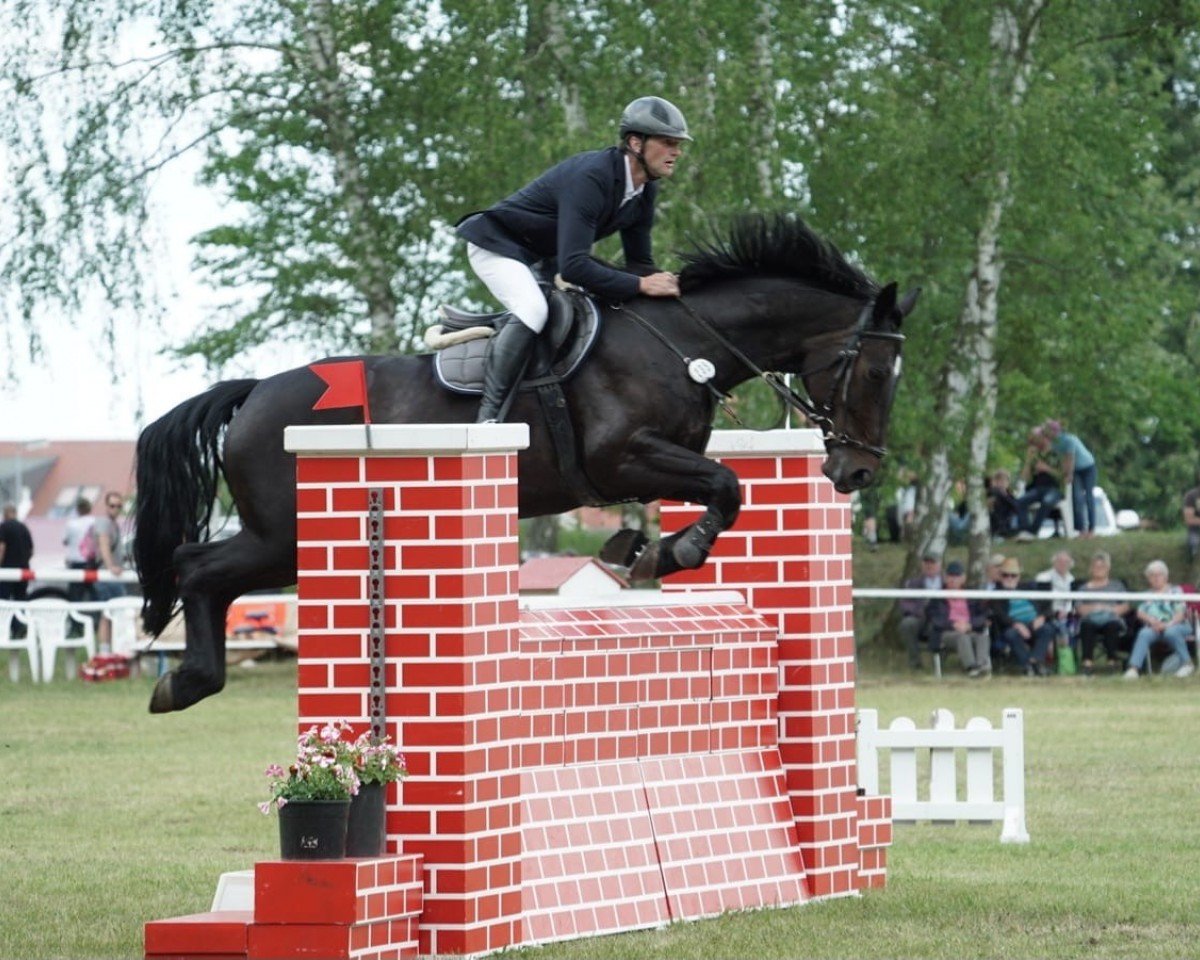 broodmare Monika 71 (German Sport Horse, 2015, from HH Messenger)