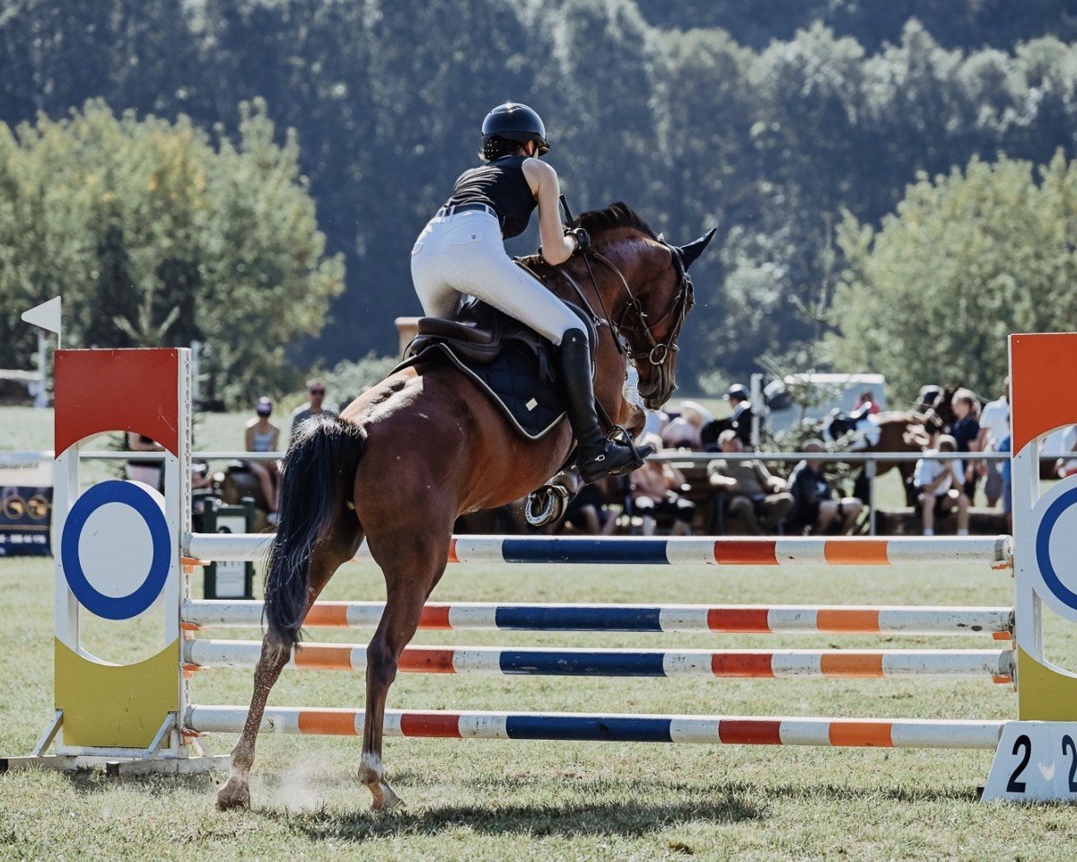 jumper Lanzelot 139 (Arabian, 2012)