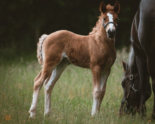 foal by Lady Madonner MN (Black Forest Horse, 2024, from Markus)