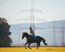 dressage horse Fangio (Hanoverian, 2015, from Finest)