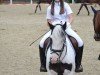 dressage horse Luna de la Sky (Tinker / Irish Cob / Gypsy Vanner, 2005)