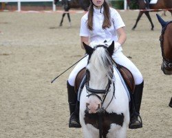 dressage horse Luna de la Sky (Tinker / Irish Cob / Gypsy Vanner, 2005)