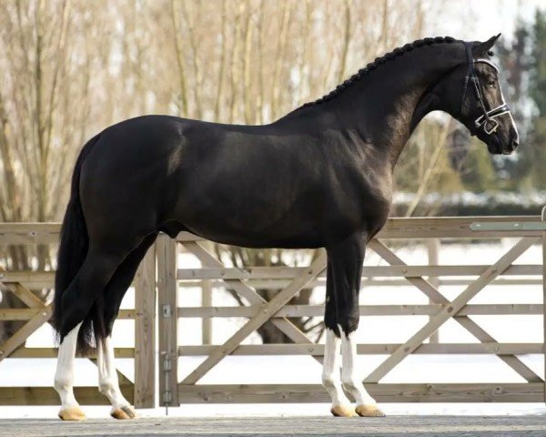 stallion Next Level (KWPN (Royal Dutch Sporthorse), 2018, from Jumeaux Sv)