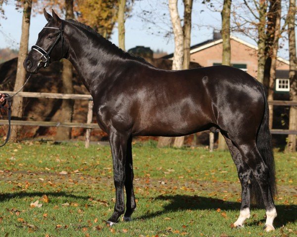 stallion Jumeaux Sv (KWPN (Royal Dutch Sporthorse), 2014, from Ferdeaux)