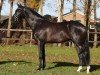 stallion Jumeaux Sv (KWPN (Royal Dutch Sporthorse), 2014, from Ferdeaux)