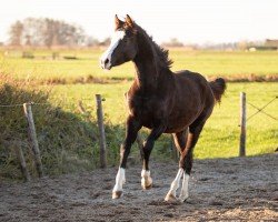 Dressurpferd Toni (KWPN (Niederländisches Warmblut), 2023, von Next Level)