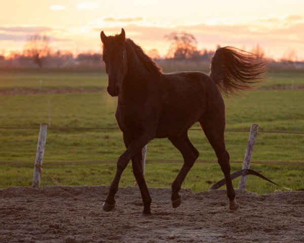 dressage horse Secret (KWPN (Royal Dutch Sporthorse), 2022, from Floyd TN)