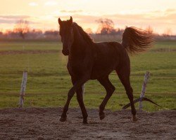 Dressurpferd Secret (KWPN (Niederländisches Warmblut), 2022, von Floyd TN)