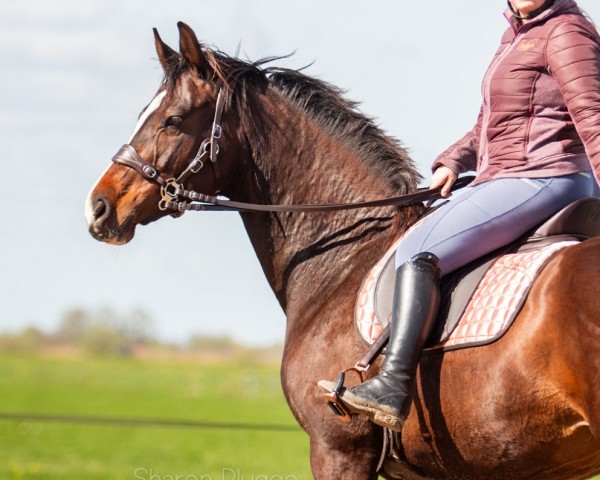 broodmare Kadanze (KWPN (Royal Dutch Sporthorse), 2015, from Feel Good)