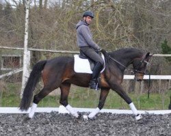 dressage horse Kakau (Trakehner, 2011, from Ovaro)