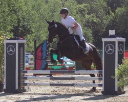 dressage horse Hope 96 (Hanoverian, 2013, from Hohenstein I)