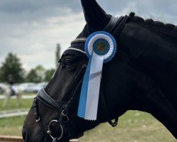 Pferd Bulleta MG (Hannoveraner, 2018, von Chose Martini MG)