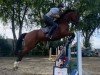 jumper Quinta (Hanoverian, 2015, from Qualito)