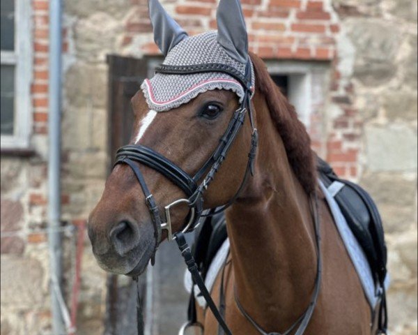 jumper West Virginia V (Hanoverian, 2008, from Wishing Luck)